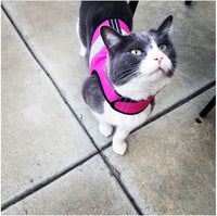 Kitty Holster Reflective Safety Harness (Made in USA) - Apollo's Corner