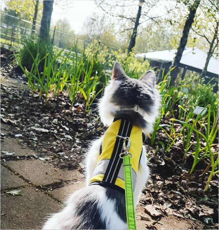 Kitty Holster Reflective Safety Harness (Made in USA) - Apollo's Corner