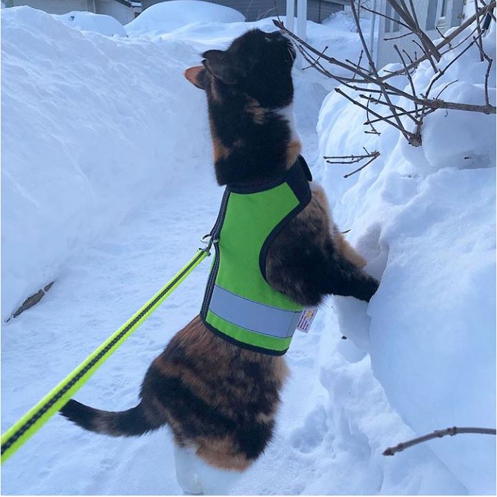 Kitty Holster Reflective Safety Harness (Made in USA) - Apollo's Corner