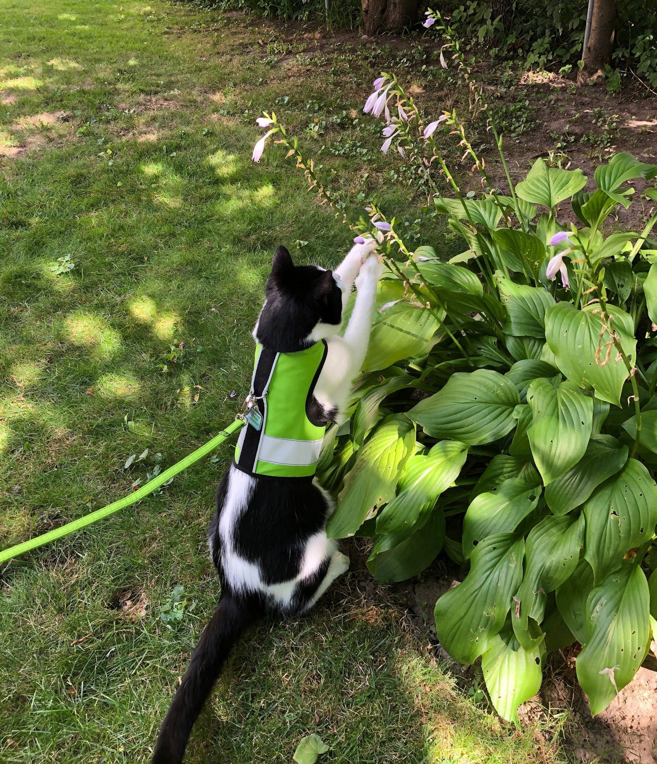 Kitty Holster Reflective Safety Harness (Made in USA) - Apollo's Corner