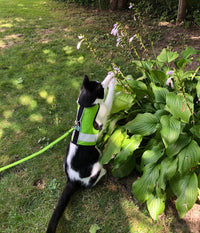 Kitty Holster Reflective Safety Harness (Made in USA) - Apollo's Corner