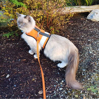 Kitty Holster Reflective Safety Harness (Made in USA) - Apollo's Corner