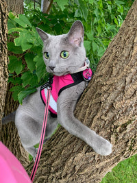 Kitty Holster Reflective Safety Harness (Made in USA) - Apollo's Corner