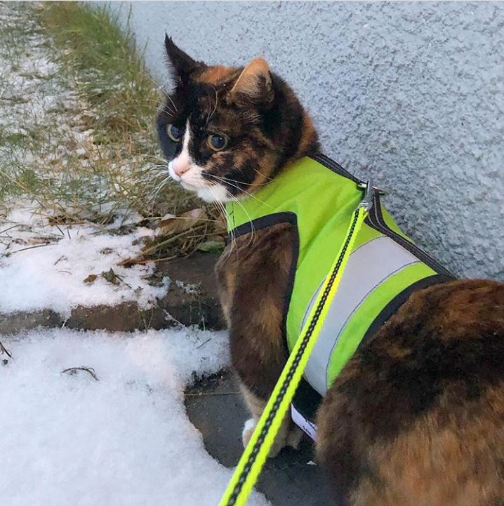 Kitty Holster Reflective Safety Harness (Made in USA) - Apollo's Corner