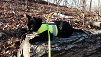 Kitty Holster Reflective Safety Harness (Made in USA) - Apollo's Corner