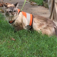 Kitty Holster Reflective Safety Harness (Made in USA) - Apollo's Corner