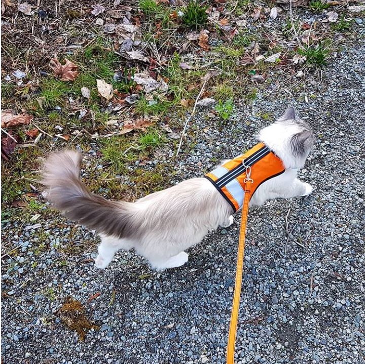 Kitty Holster Reflective Safety Harness (Made in USA) - Apollo's Corner