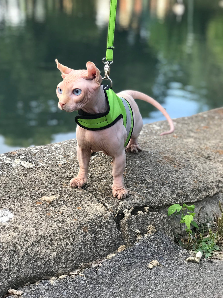 Kitty Holster Reflective Safety Harness (Made in USA) - Apollo's Corner