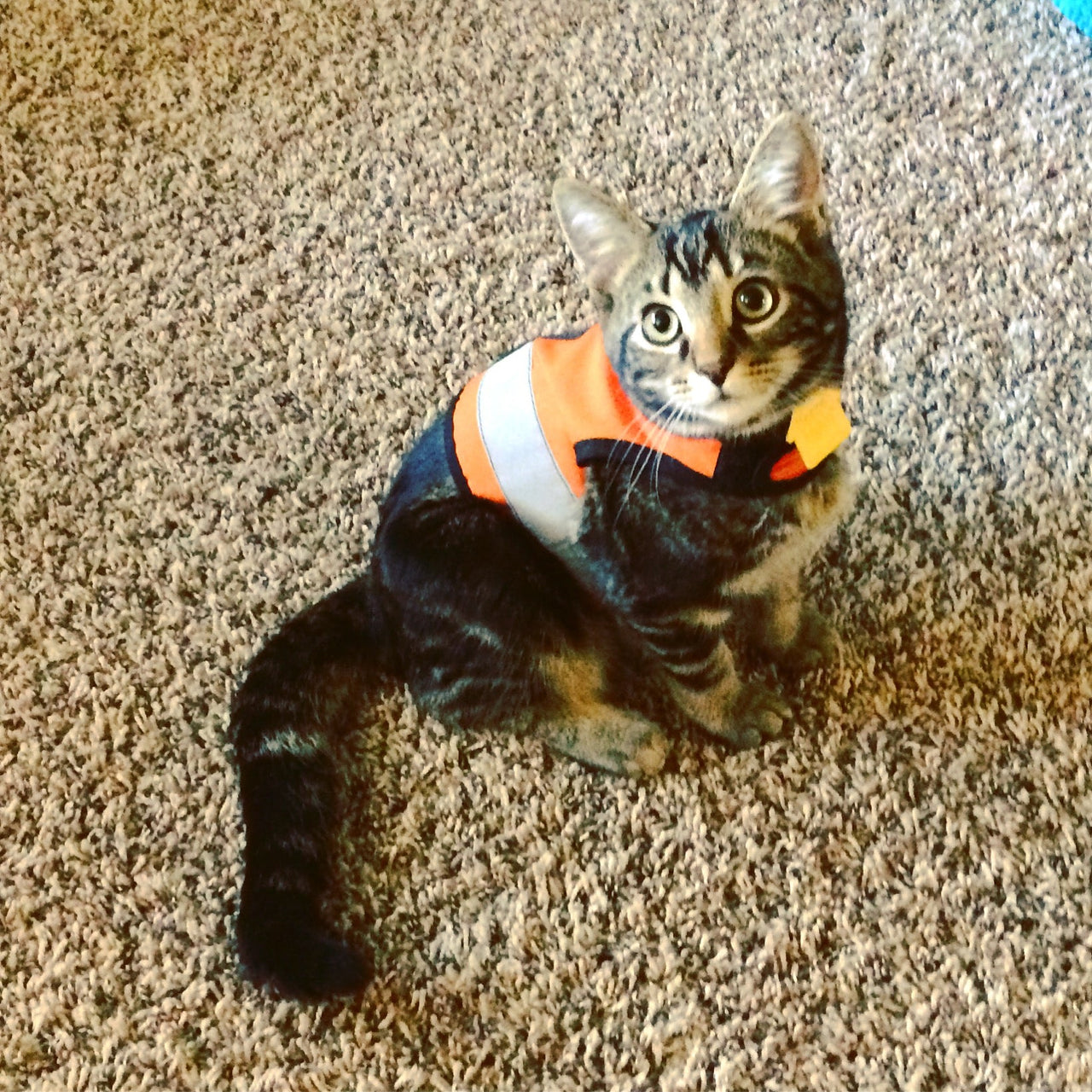 Kitty Holster Reflective Safety Harness (Made in USA) - Apollo's Corner