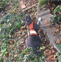 Kitty Holster Reflective Safety Harness (Made in USA) - Apollo's Corner
