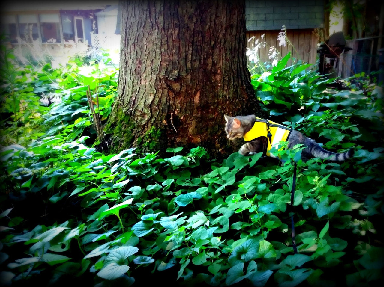 Kitty Holster Reflective Safety Harness (Made in USA) - Apollo's Corner