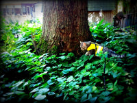 Kitty Holster Reflective Safety Harness (Made in USA) - Apollo's Corner