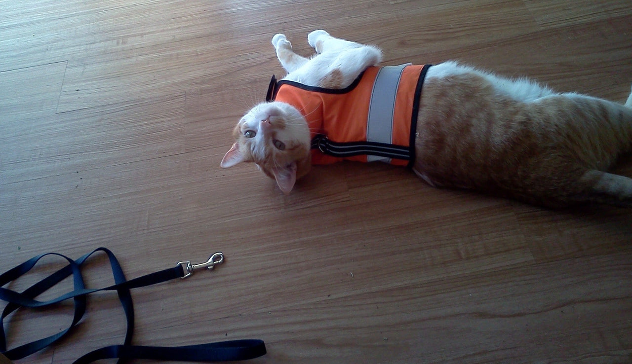 Kitty Holster Reflective Safety Harness (Made in USA) - Apollo's Corner