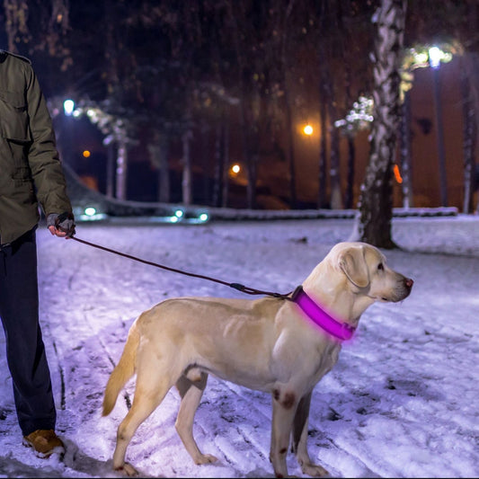 BeaconPaws LED Collar in green color on medium dog