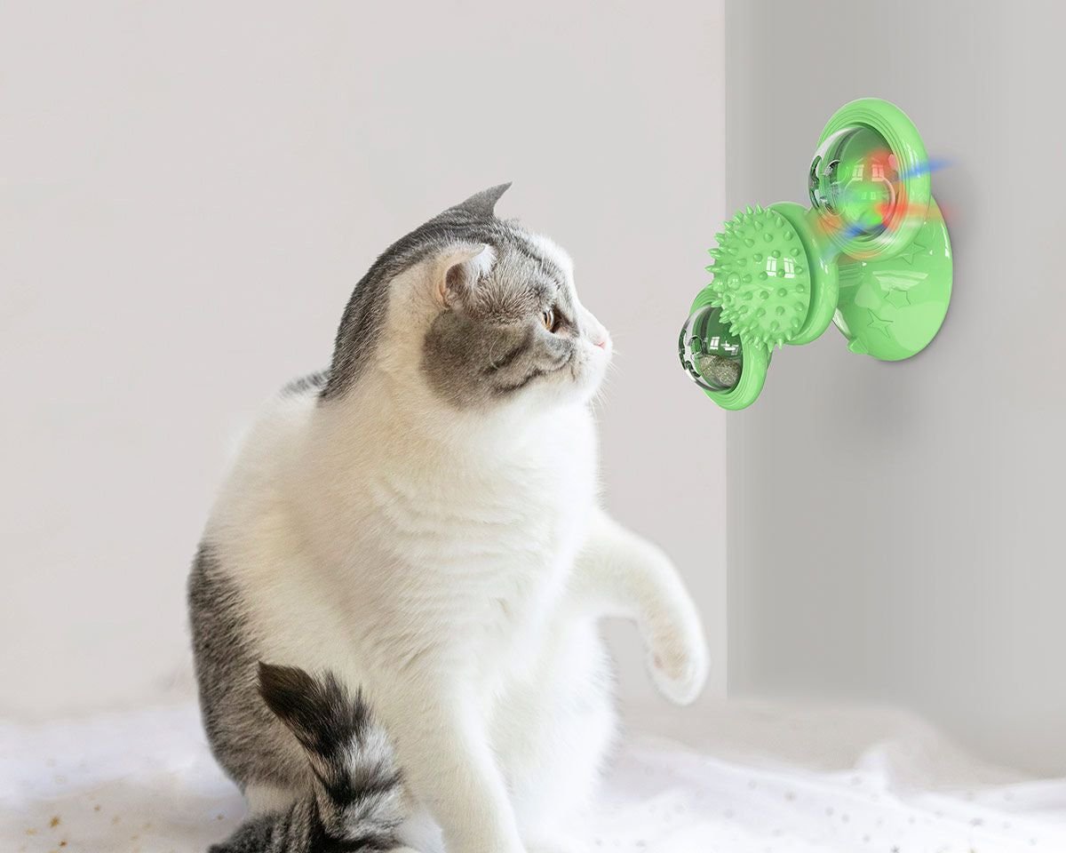 Meow Motion Spinner - Apollo's Corner