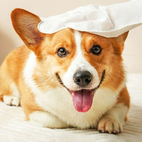 Pet Wash Free Gloves Remove Odor Cleaning And Dry Cleaning Pet Supplies - Apollo's Corner
