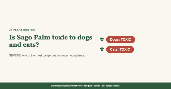 Houseplants Toxic to Dogs: 12 Common Ones and What to Do