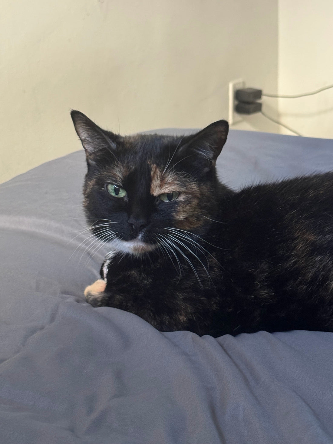 Lila, a tortoiseshell cat, resting calmly on a bed
