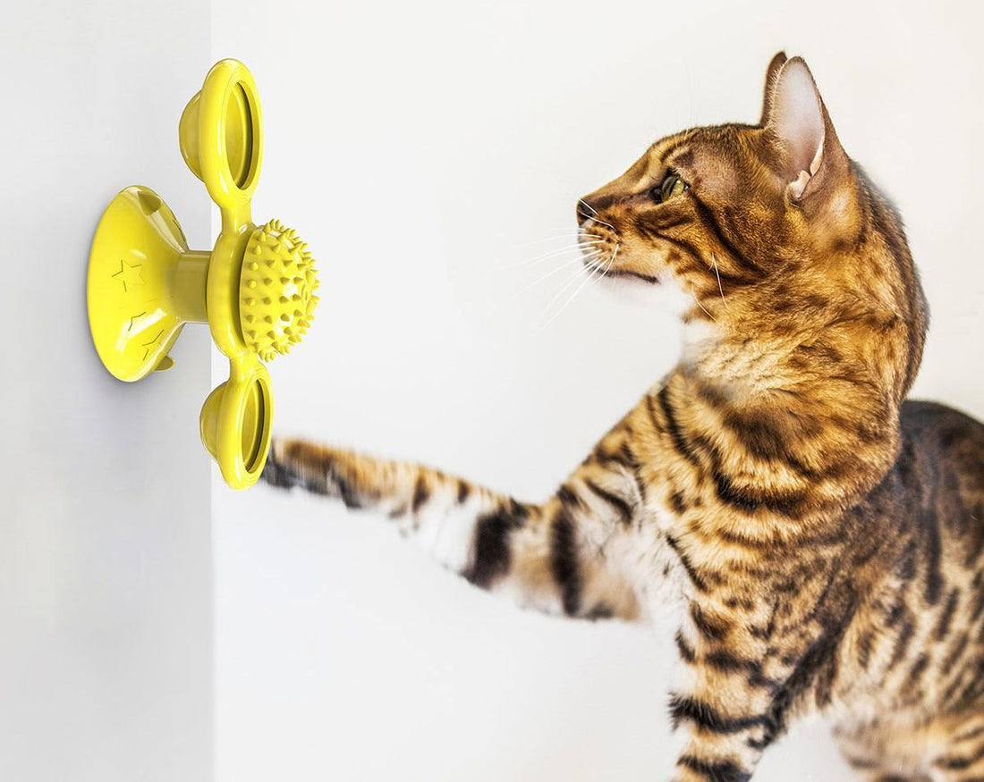 A cat playing with the Meow Motion Spinner, a wall-mounted spinning cat toy sold at Apollo's Corner