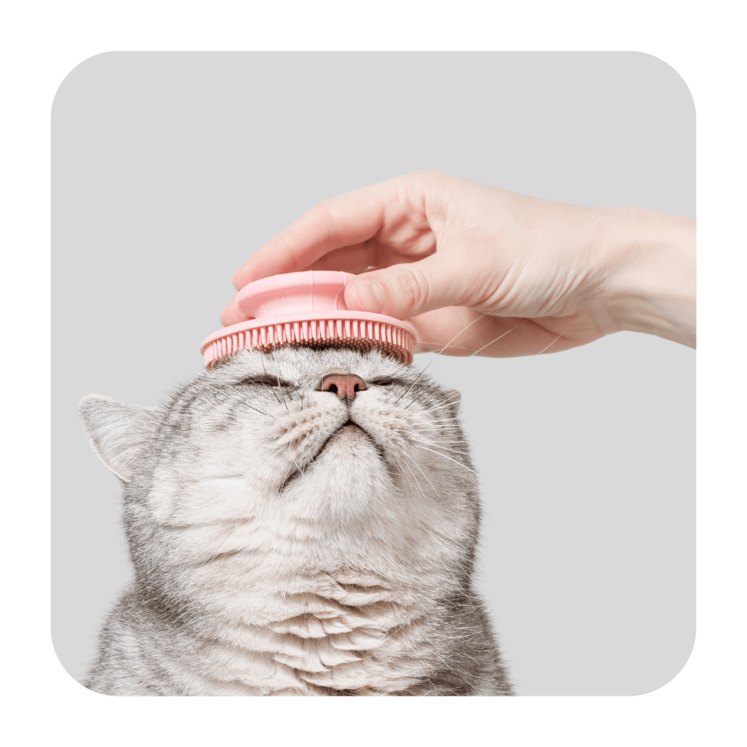 Grooming - Apollo's Corner