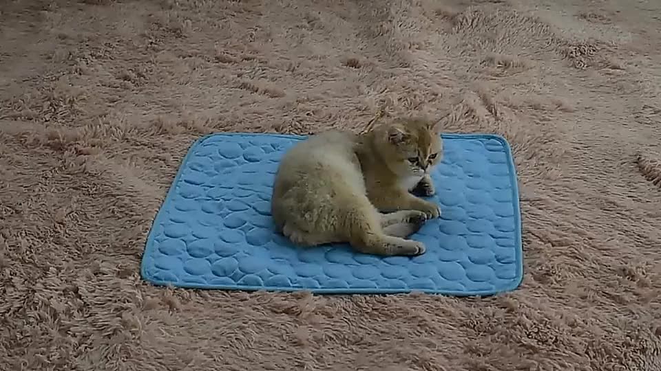 CoolPaws Dog Cooling Mat