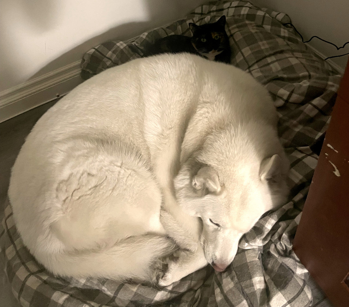 Apollo the husky curled up asleep on his plaid bed with Phoebe the kitten nearby, cozy fall corner