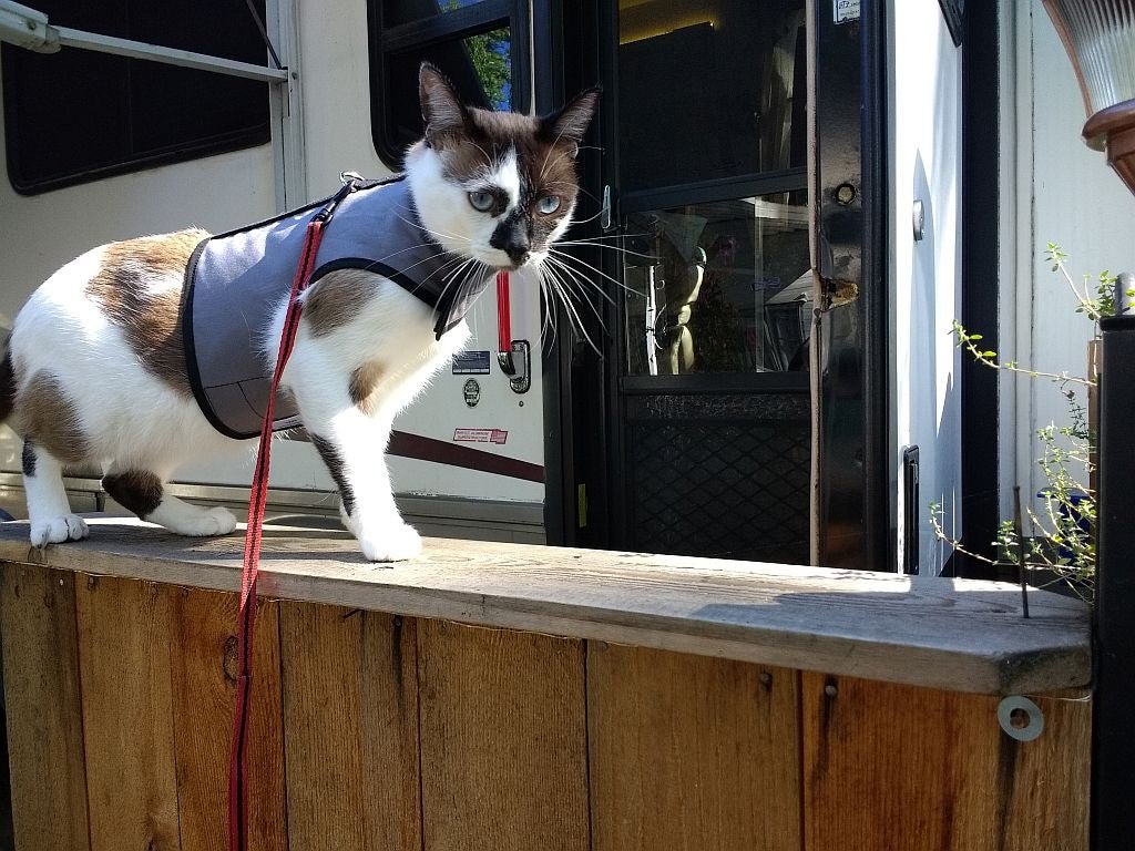 Kitty Holster Escape-Resistant Cat Harness (Made in USA)