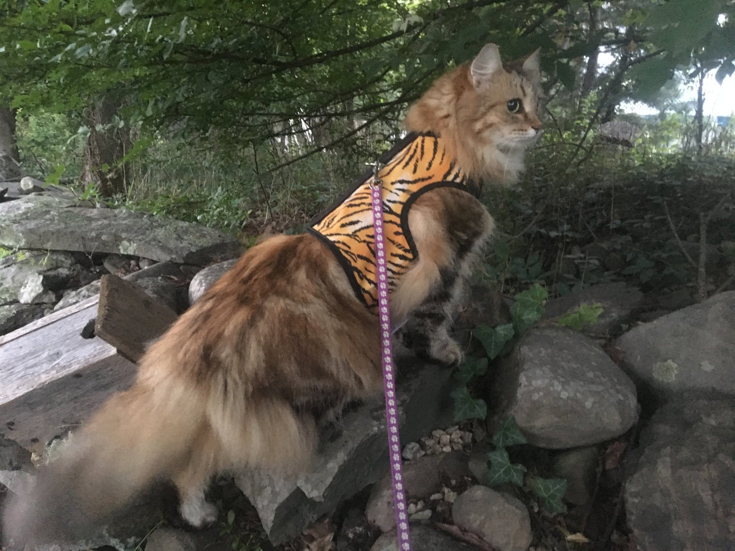 Kitty Holster Escape-Resistant Cat Harness (Made in USA)