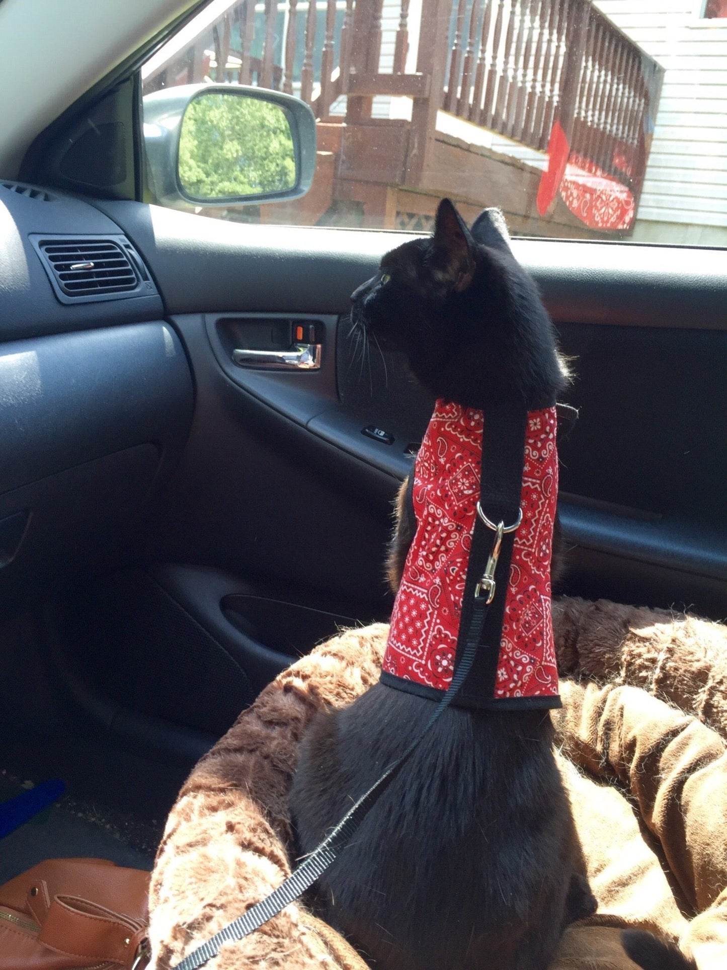 Kitty Holster Escape-Resistant Cat Harness (Made in USA)