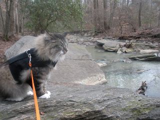 Kitty Holster Escape-Resistant Cat Harness (Made in USA)