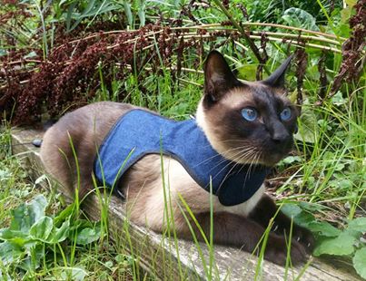 Kitty Holster Escape-Resistant Cat Harness (Made in USA)