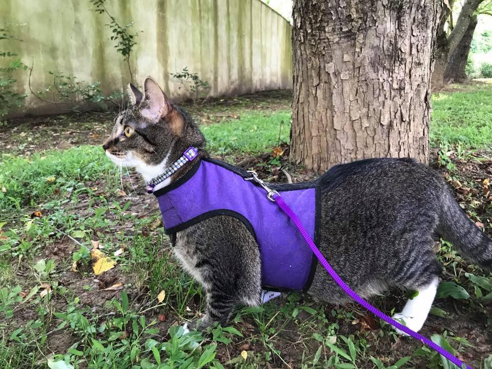 Kitty Holster Escape-Resistant Cat Harness (Made in USA)