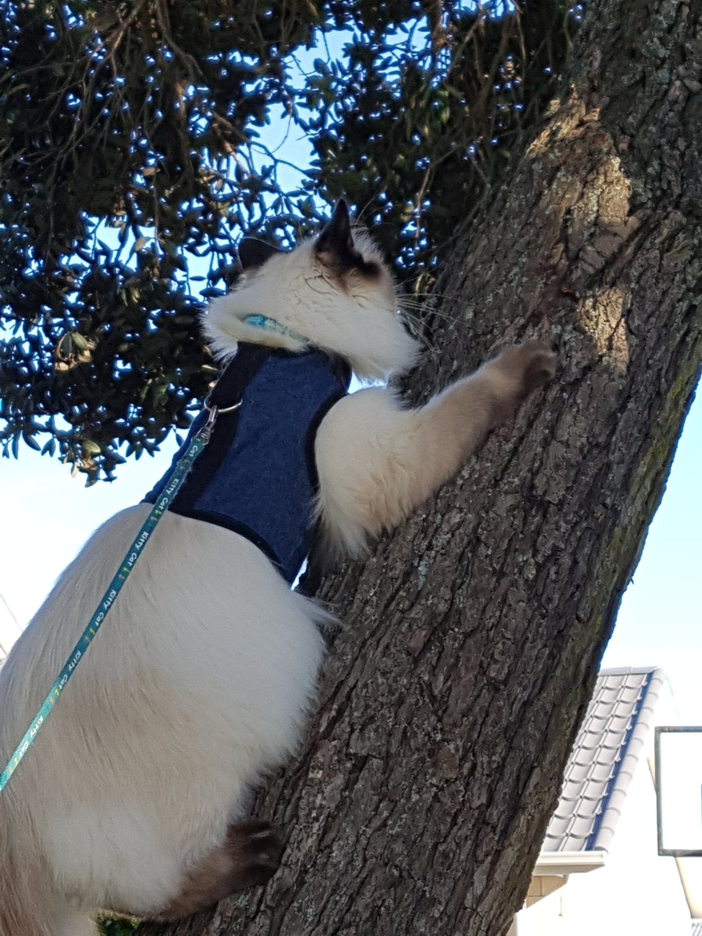 Kitty Holster Escape-Resistant Cat Harness (Made in USA)