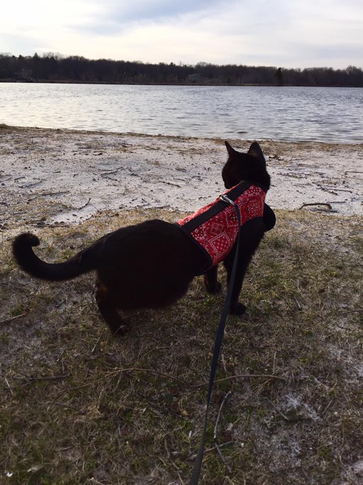 Kitty Holster Escape-Resistant Cat Harness (Made in USA)