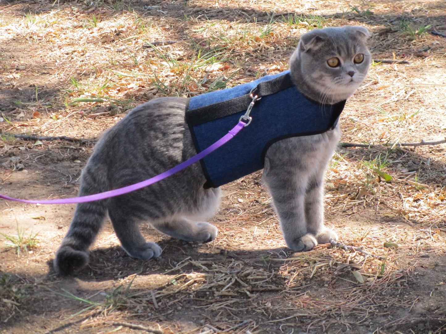 Kitty Holster Escape-Resistant Cat Harness (Made in USA)