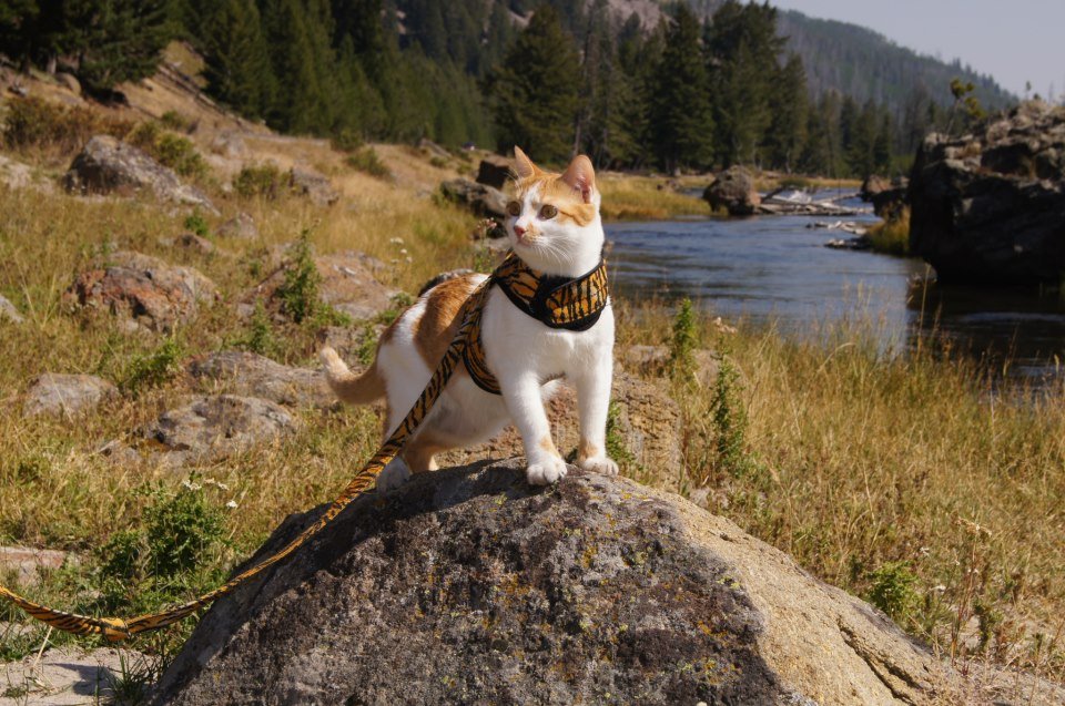 Kitty Holster Escape-Resistant Cat Harness (Made in USA)