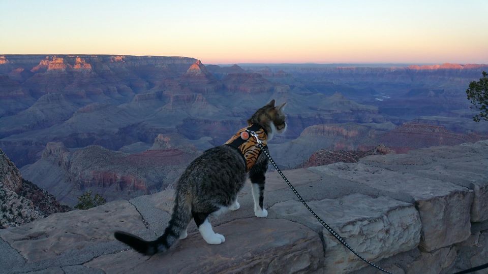 Kitty Holster Escape-Resistant Cat Harness (Made in USA)