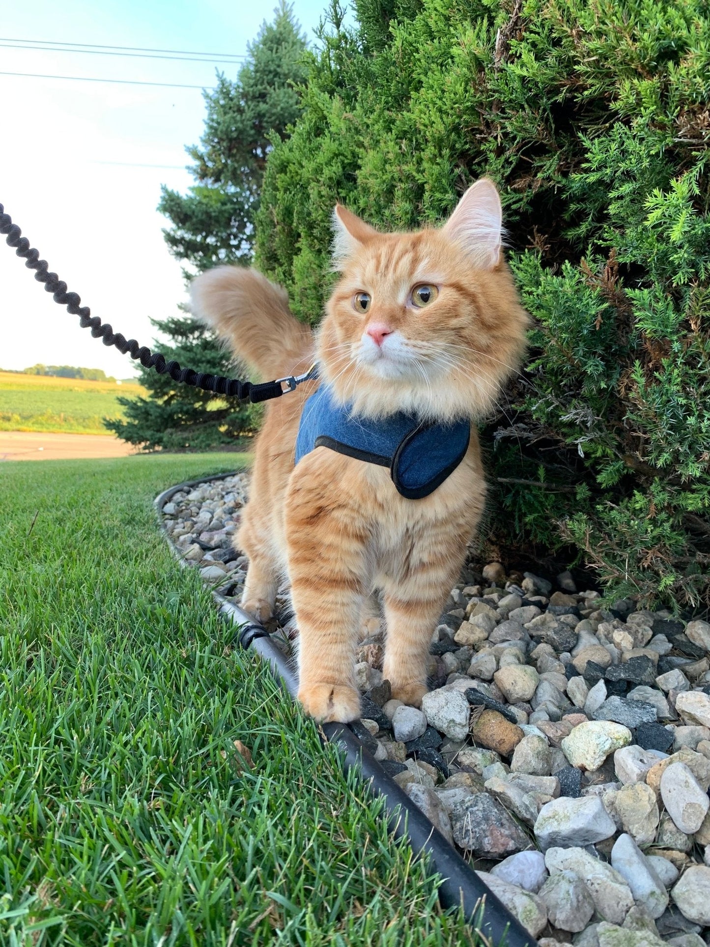 Kitty Holster Escape-Resistant Cat Harness (Made in USA)