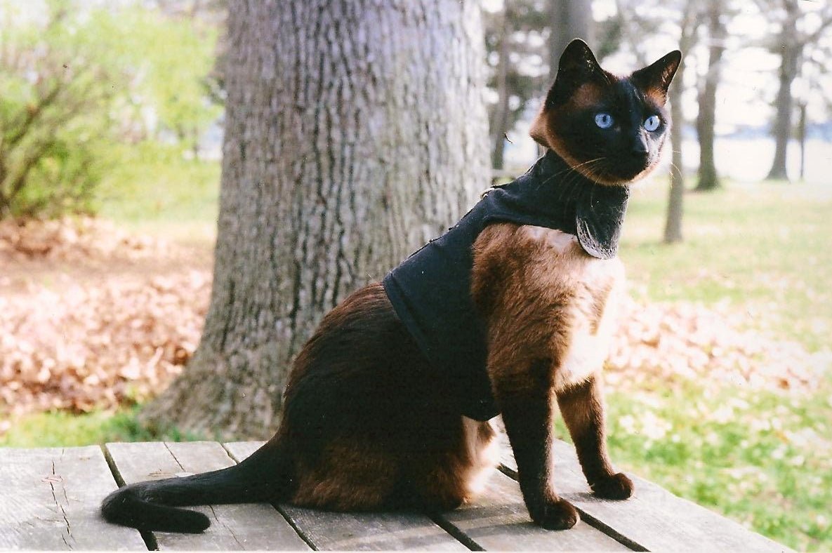 Kitty Holster Escape-Resistant Cat Harness (Made in USA)