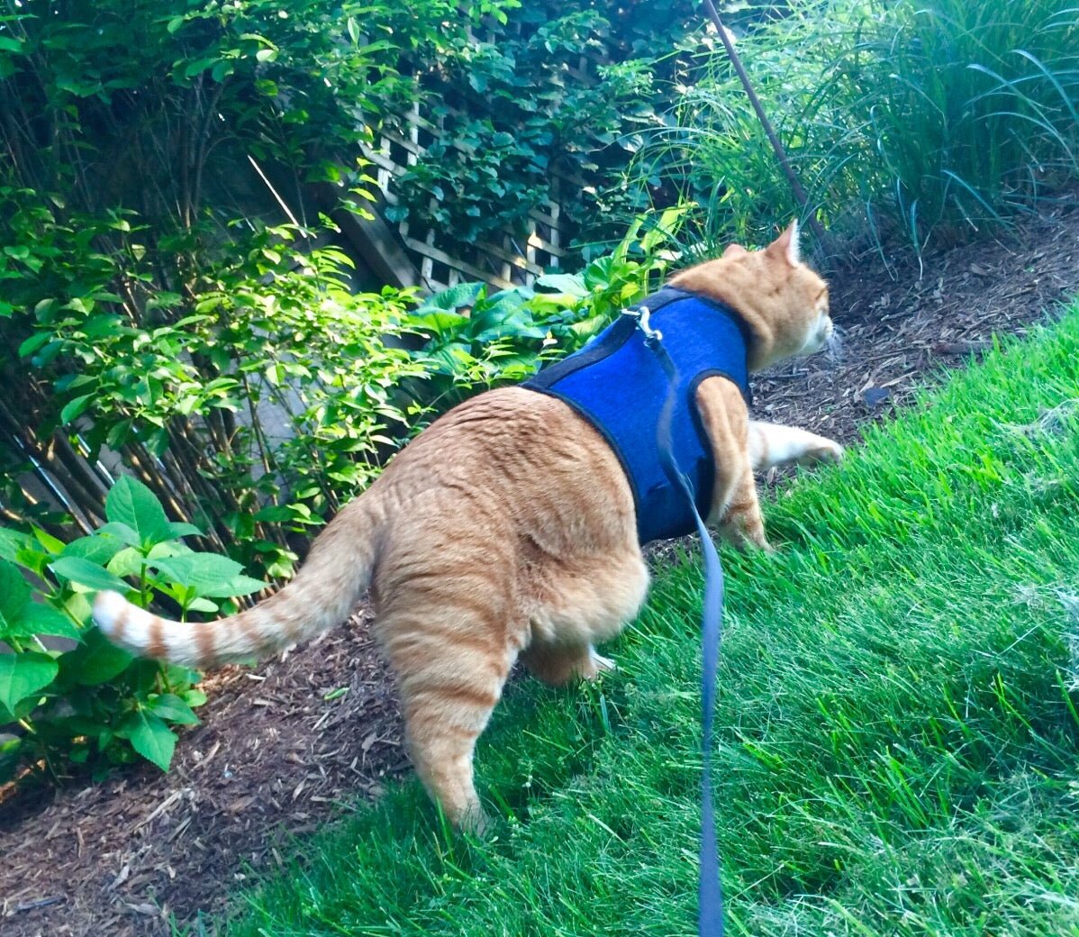 Kitty Holster Escape-Resistant Cat Harness (Made in USA)