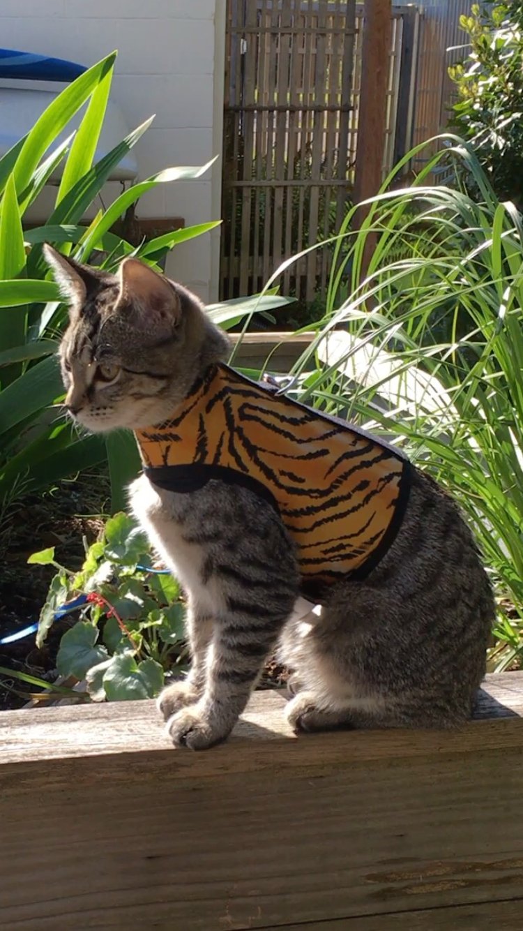 Kitty Holster Escape-Resistant Cat Harness (Made in USA)