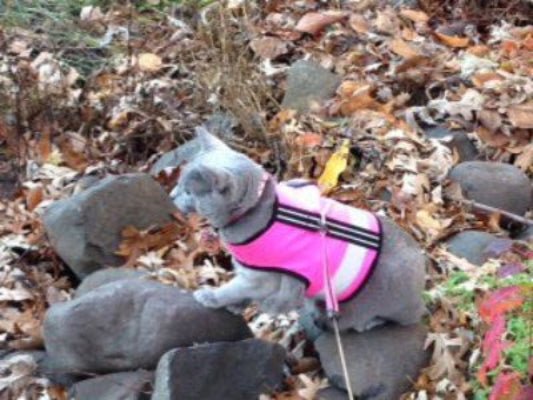 Kitty Holster Reflective Safety Harness (Made in USA) - Apollo's Corner