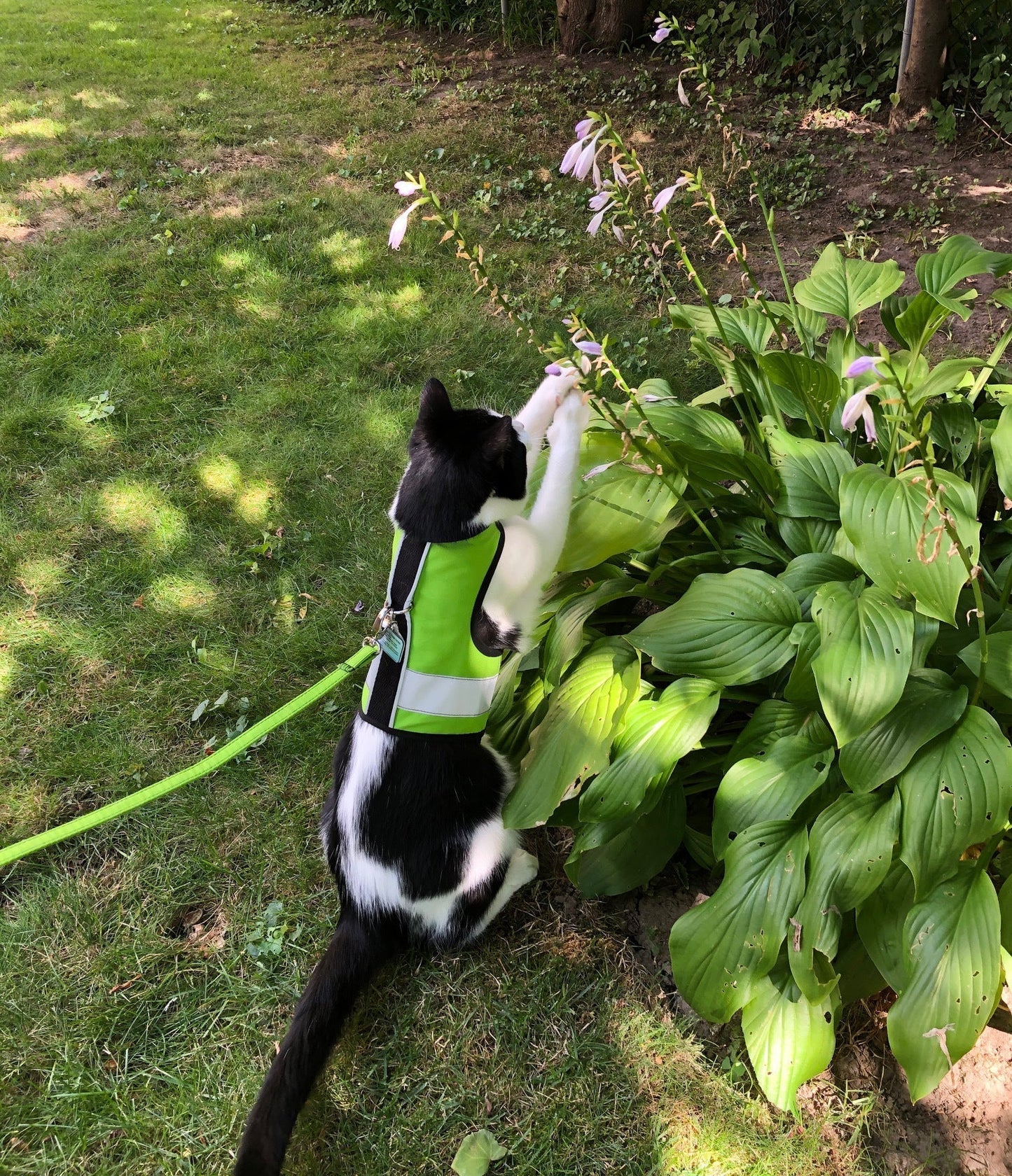 Kitty Holster Reflective Safety Harness (Made in USA) - Apollo's Corner