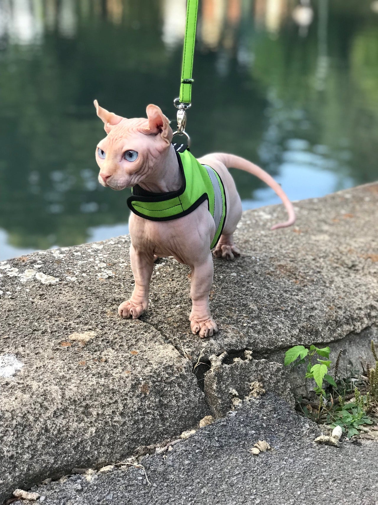 Kitty Holster Reflective Safety Harness (Made in USA) - Apollo's Corner