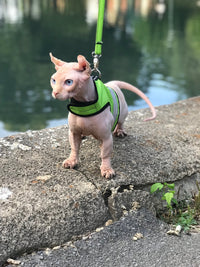 Kitty Holster Reflective Safety Harness (Made in USA) - Apollo's Corner