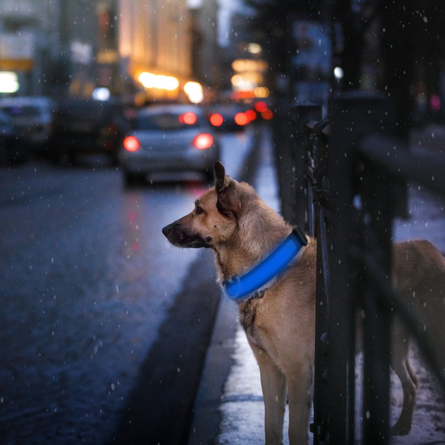 LED Dog Collar USB Rechargeable Adjustable Dog Safety Collar Night Safety Flashing Luminous Light up Collar - Apollo's Corner