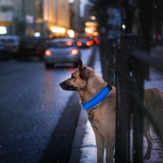 LED Dog Collar USB Rechargeable Adjustable Dog Safety Collar Night Safety Flashing Luminous Light up Collar - Apollo's Corner