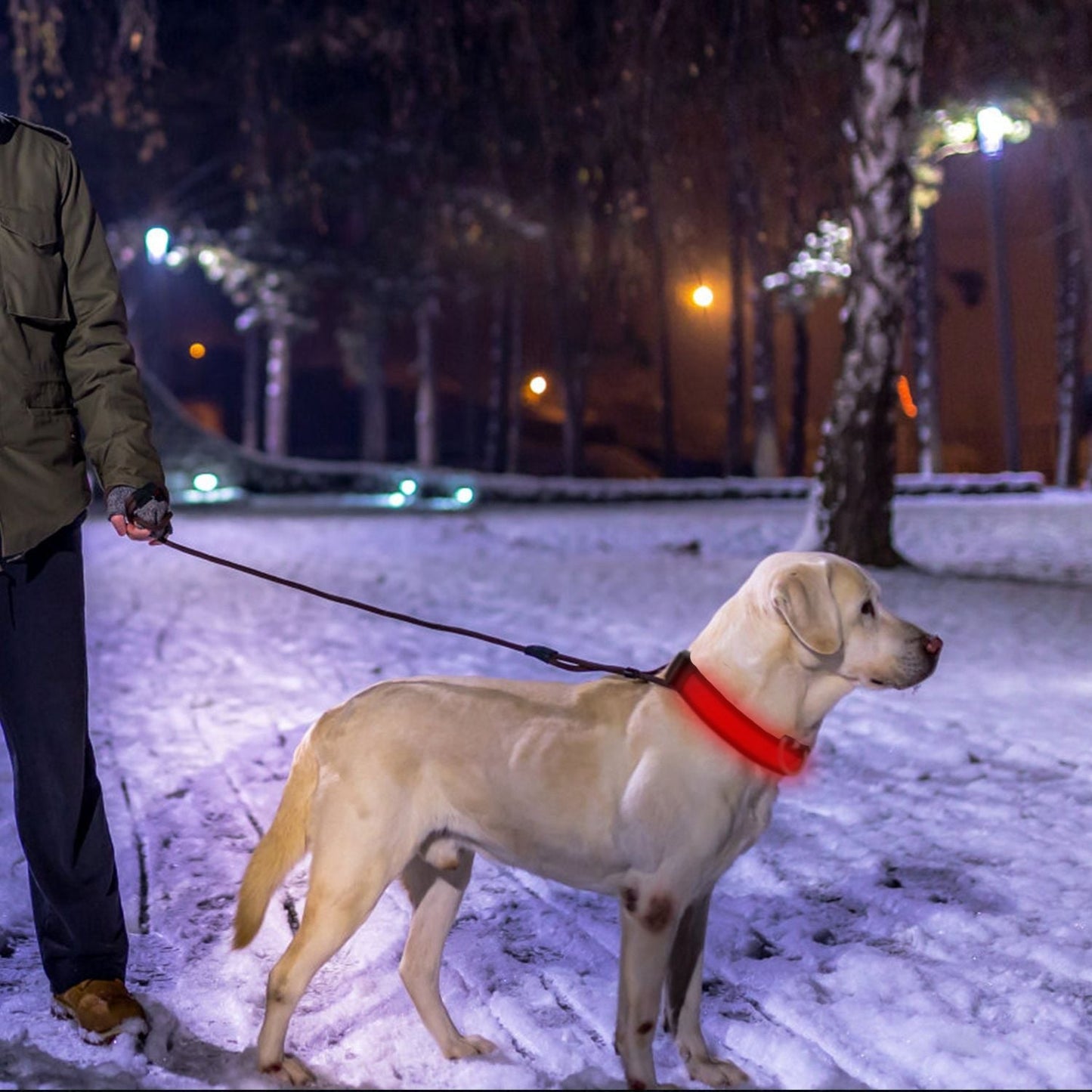 LED Dog Collar USB Rechargeable Adjustable Dog Safety Collar Night Safety Flashing Luminous Light up Collar - Apollo's Corner