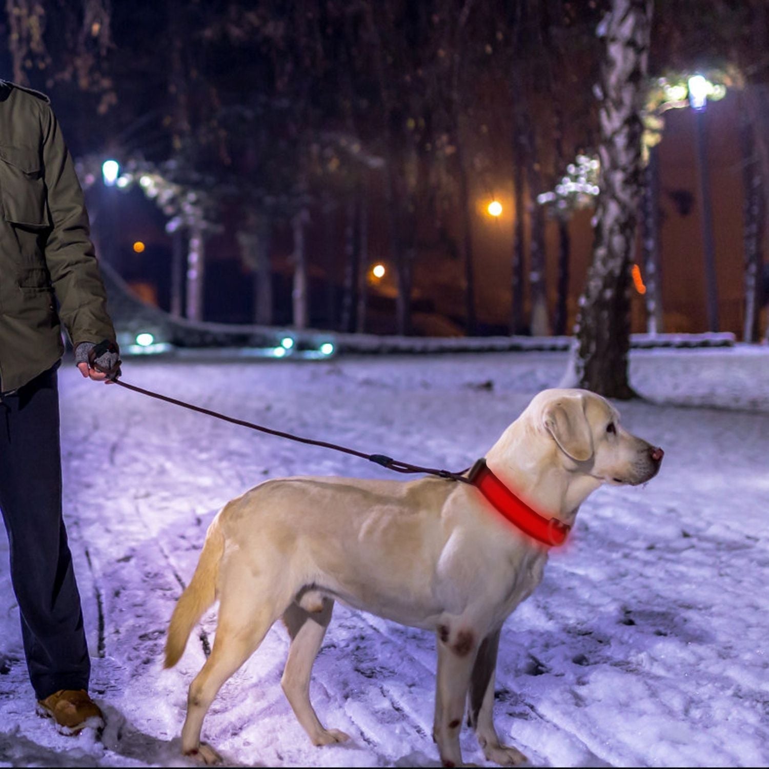 LED Dog Collar USB Rechargeable Adjustable Dog Safety Collar Night Safety Flashing Luminous Light up Collar - Apollo's Corner