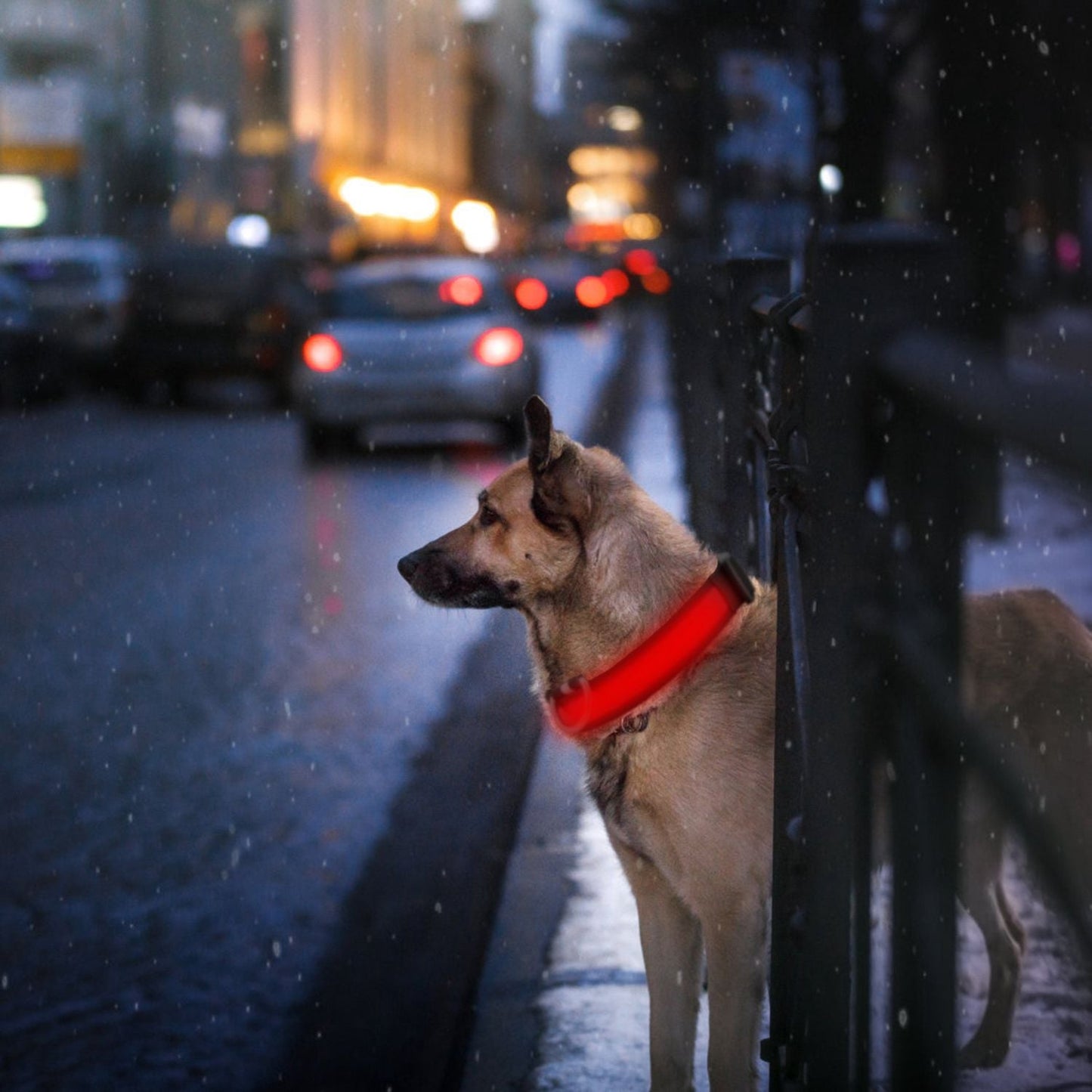 LED Dog Collar USB Rechargeable Adjustable Dog Safety Collar Night Safety Flashing Luminous Light up Collar - Apollo's Corner